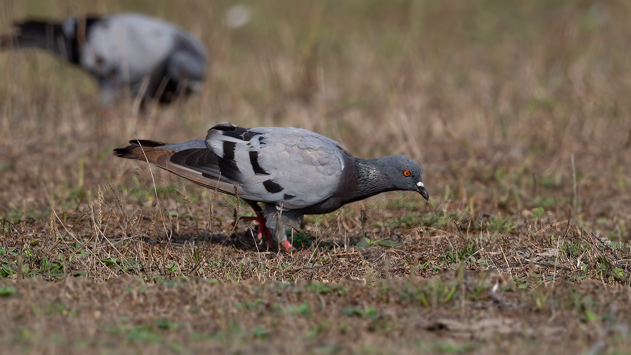 Rock Pigeon — Ana fotoğraf