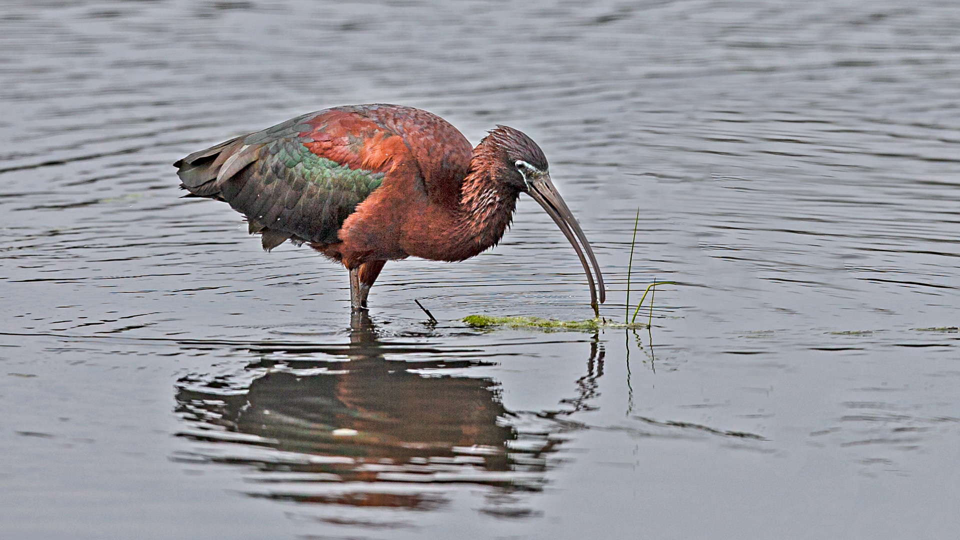 Glossy Ibis