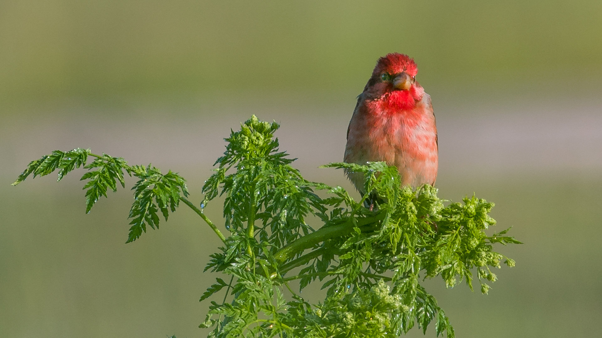 Common Rosefinch