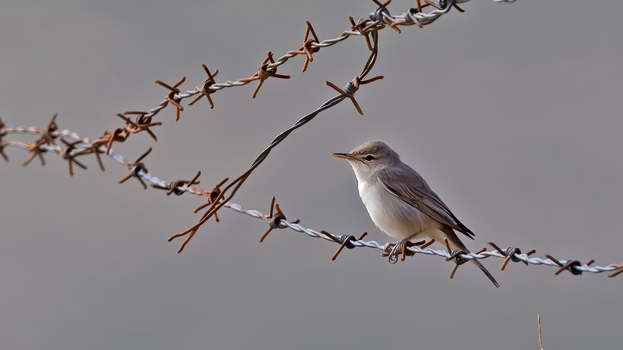 Upcher's Warbler
