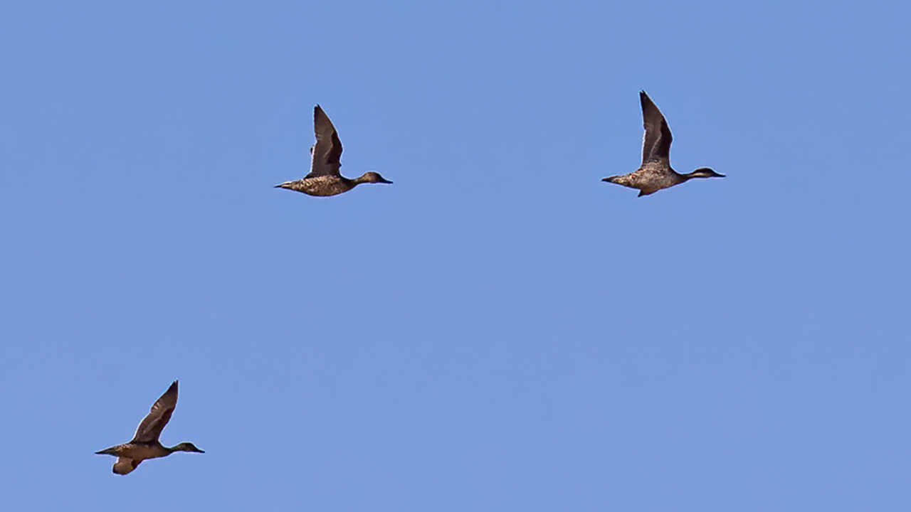 Northern Pintail