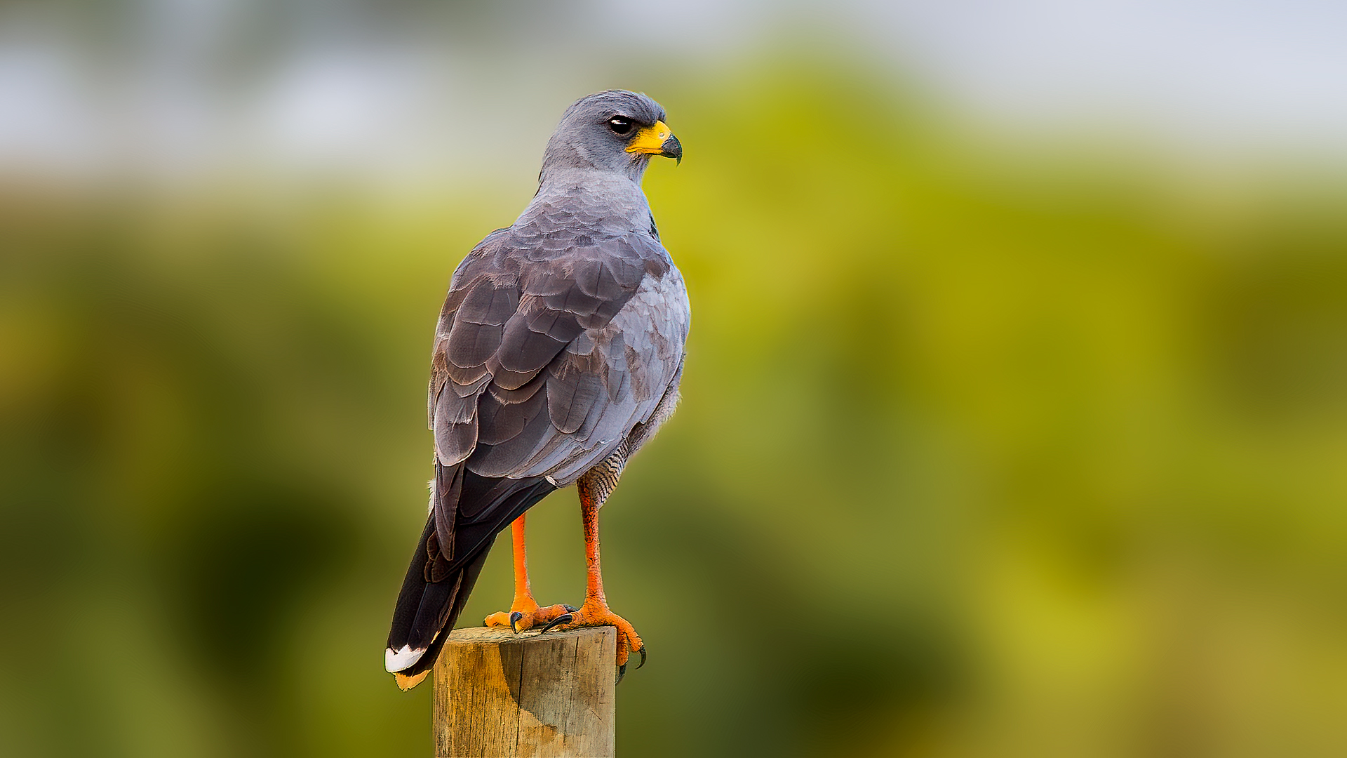 Eastern Chanting-Goshawk