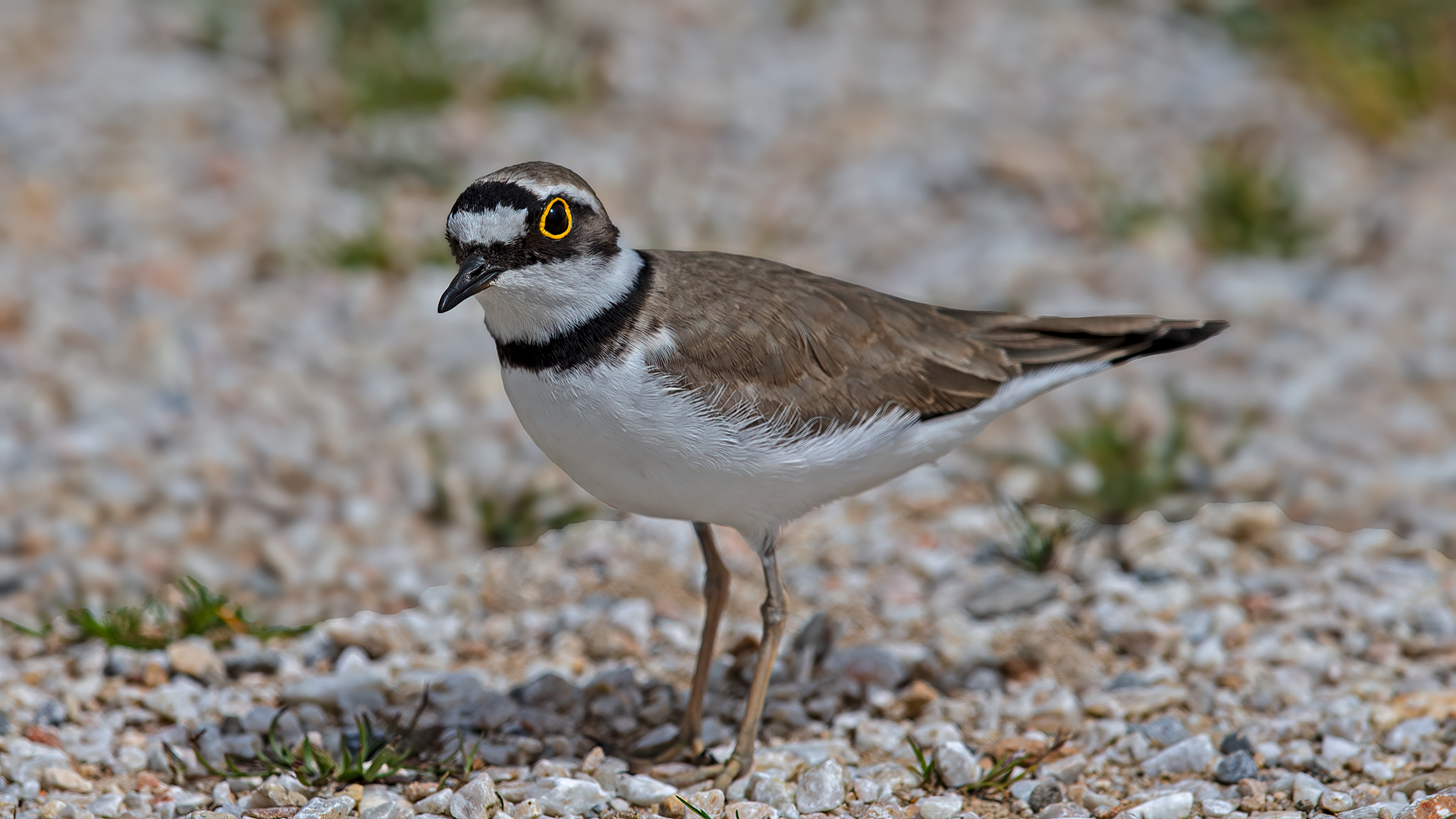 Little Ringed Plover