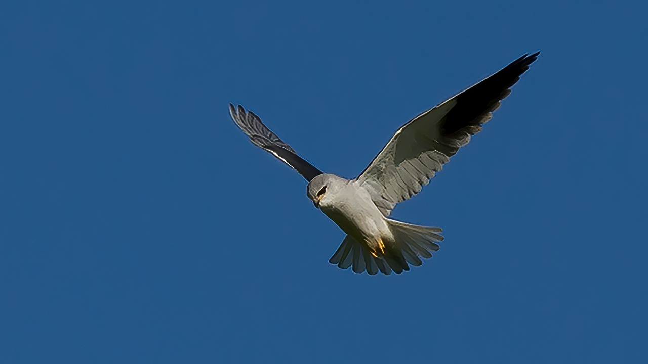Black-winged Kite
