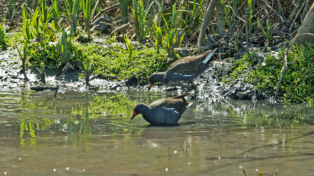 Water Rail