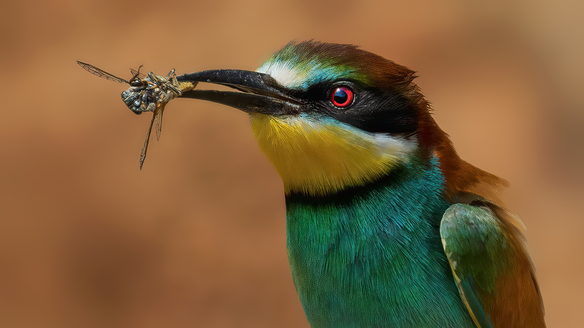 European Bee-eater