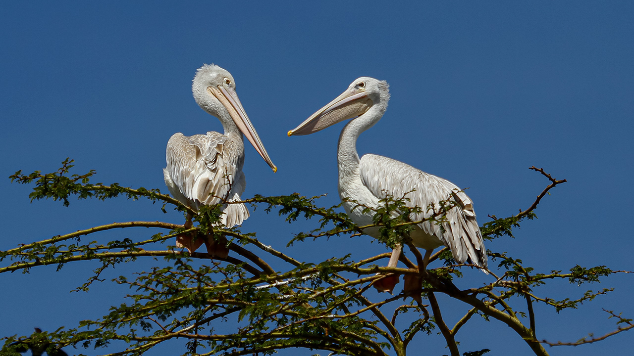 Pink-backed Pelican