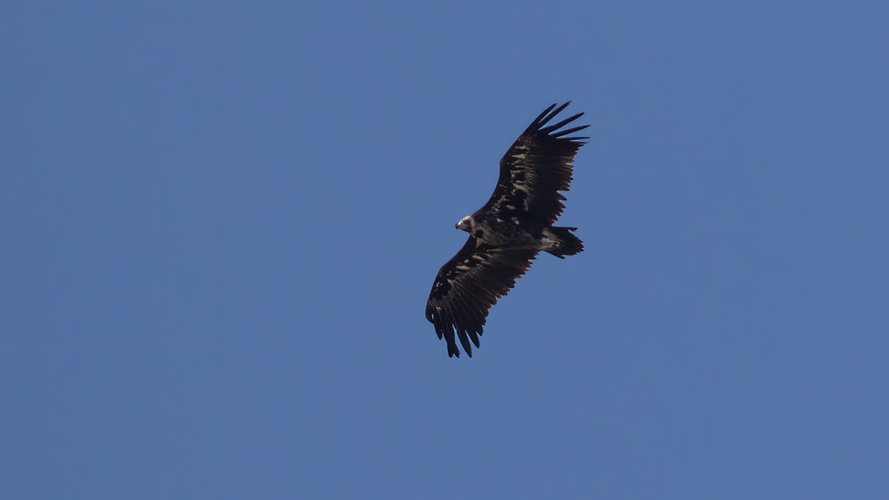 Cinereous Vulture