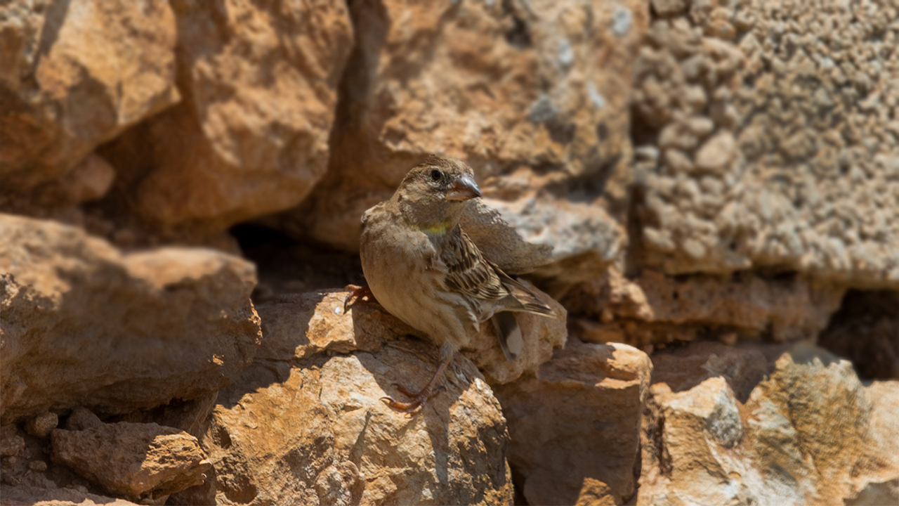 Rock Sparrow