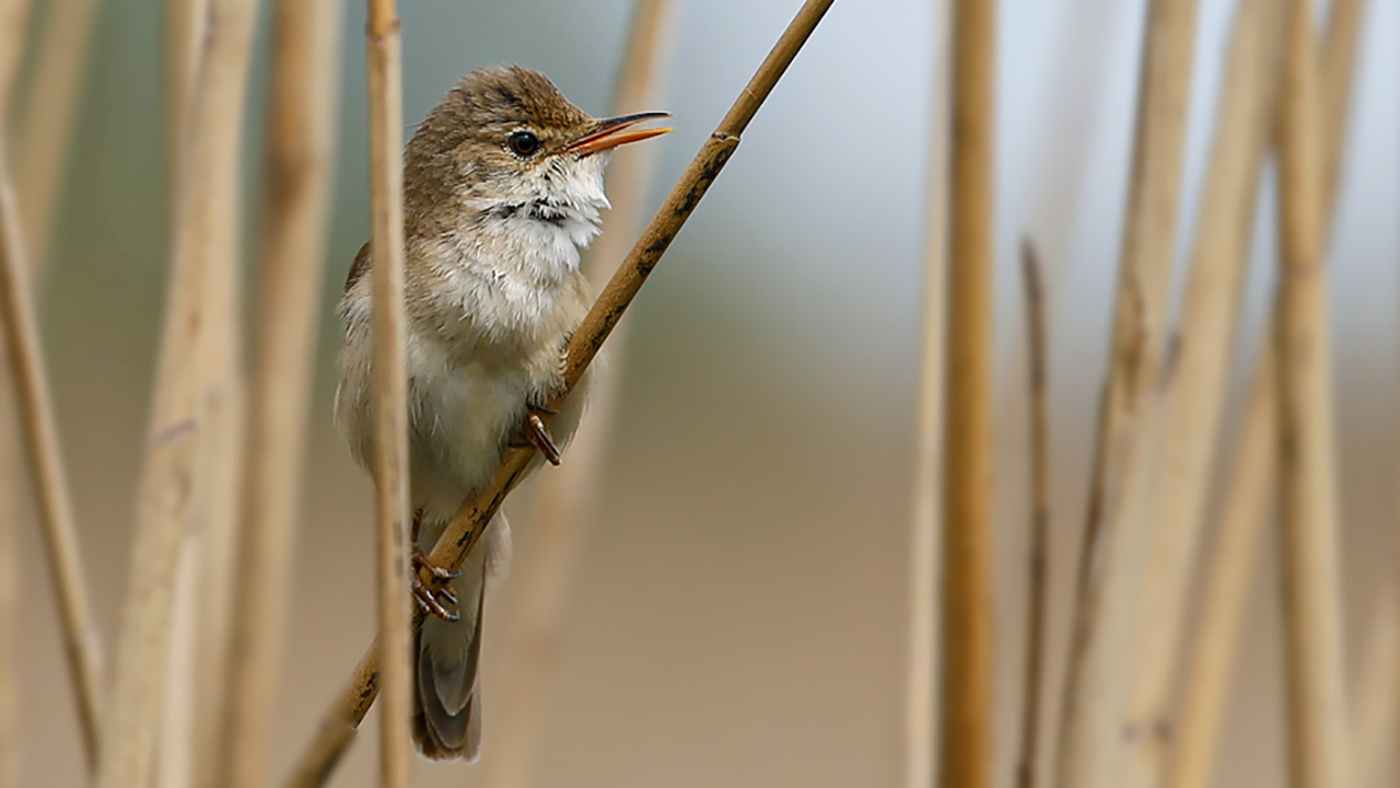 Cetti's Warbler
