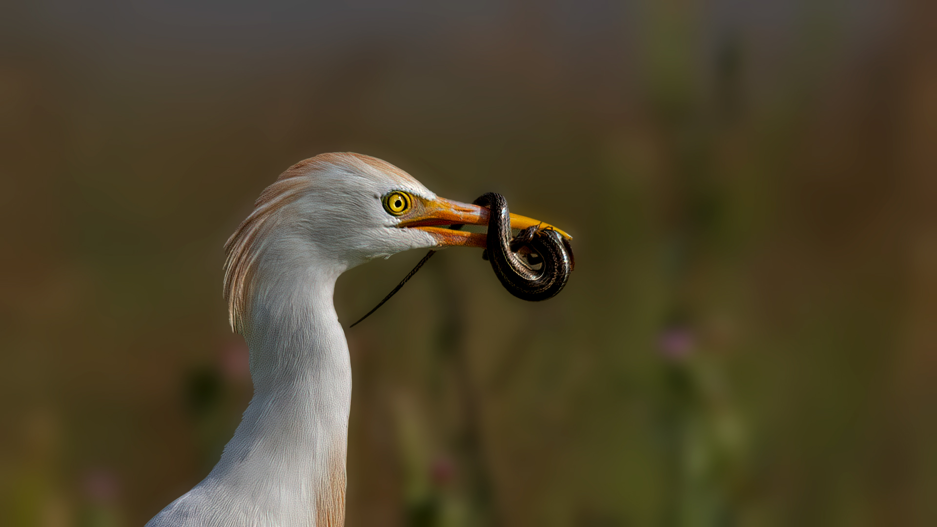 Cattle Egret