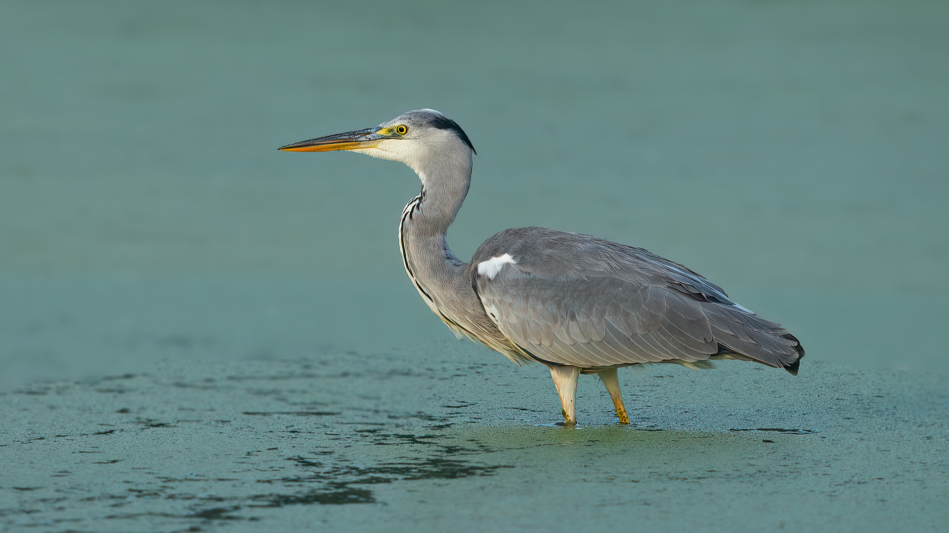 Gray Heron