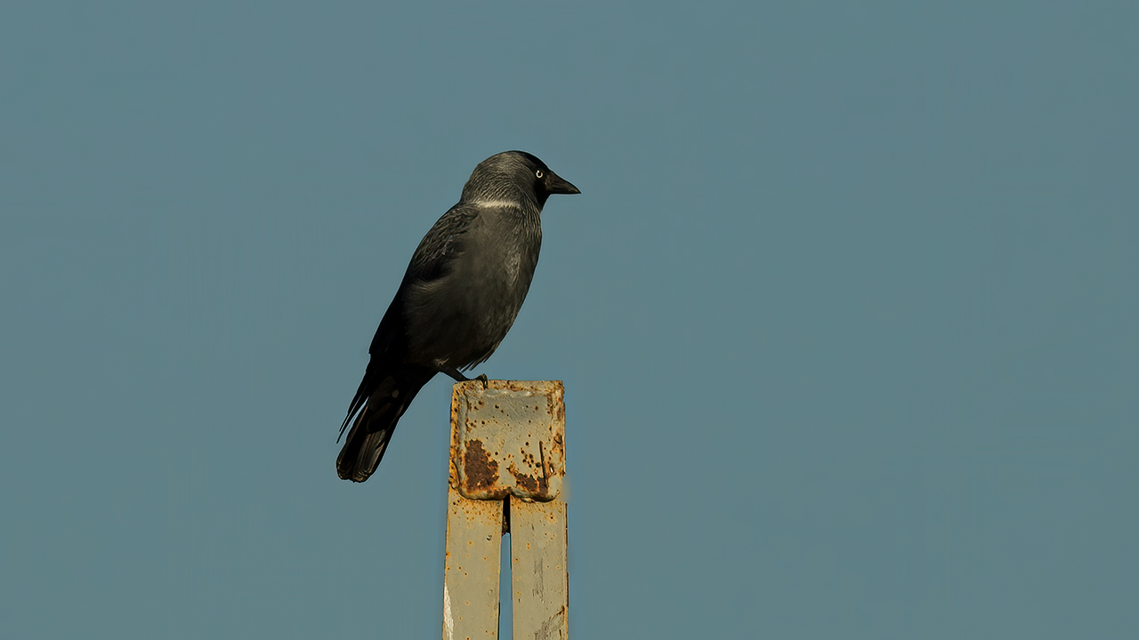 Eurasian Jackdaw