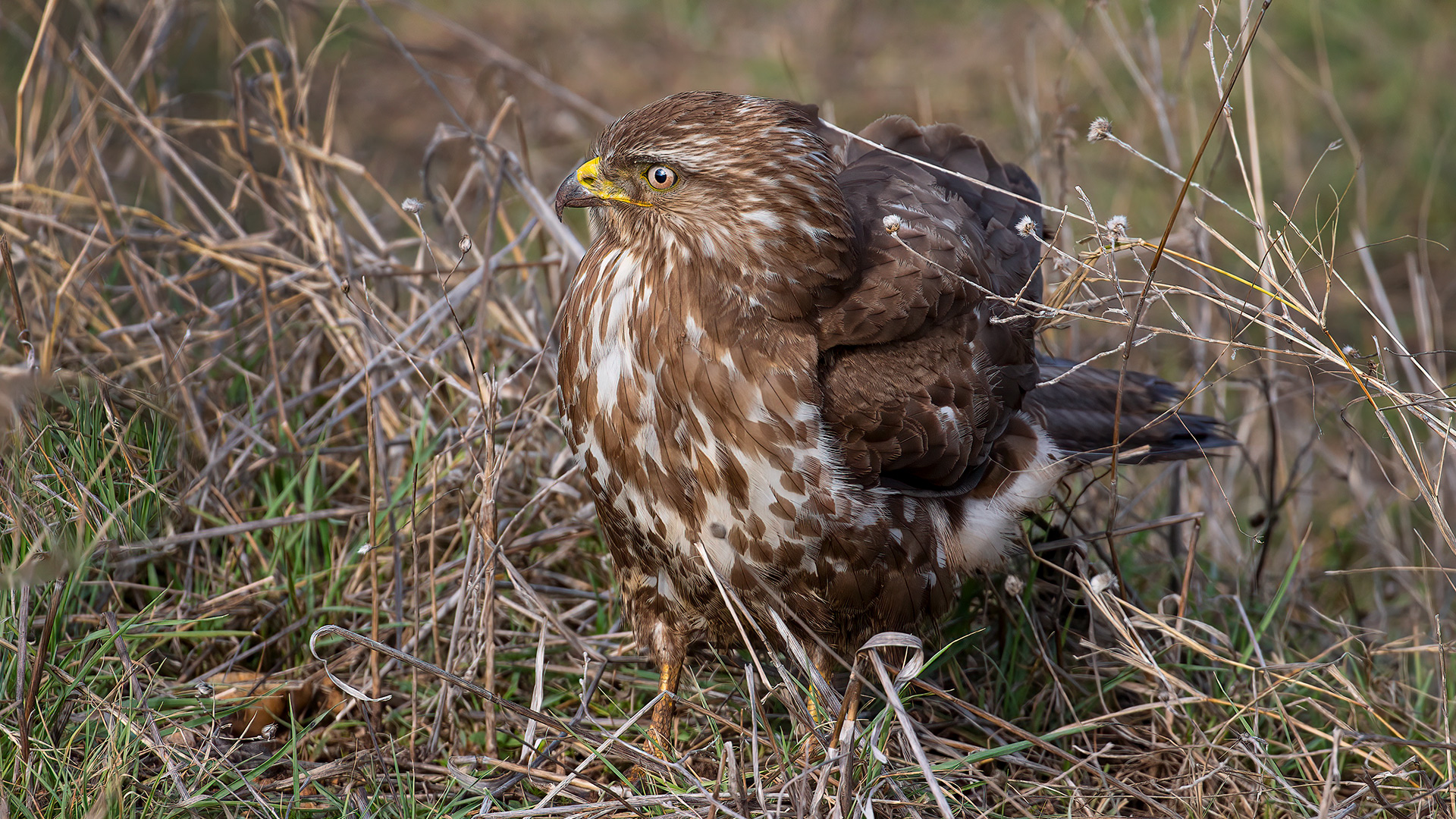 Common Buzzard