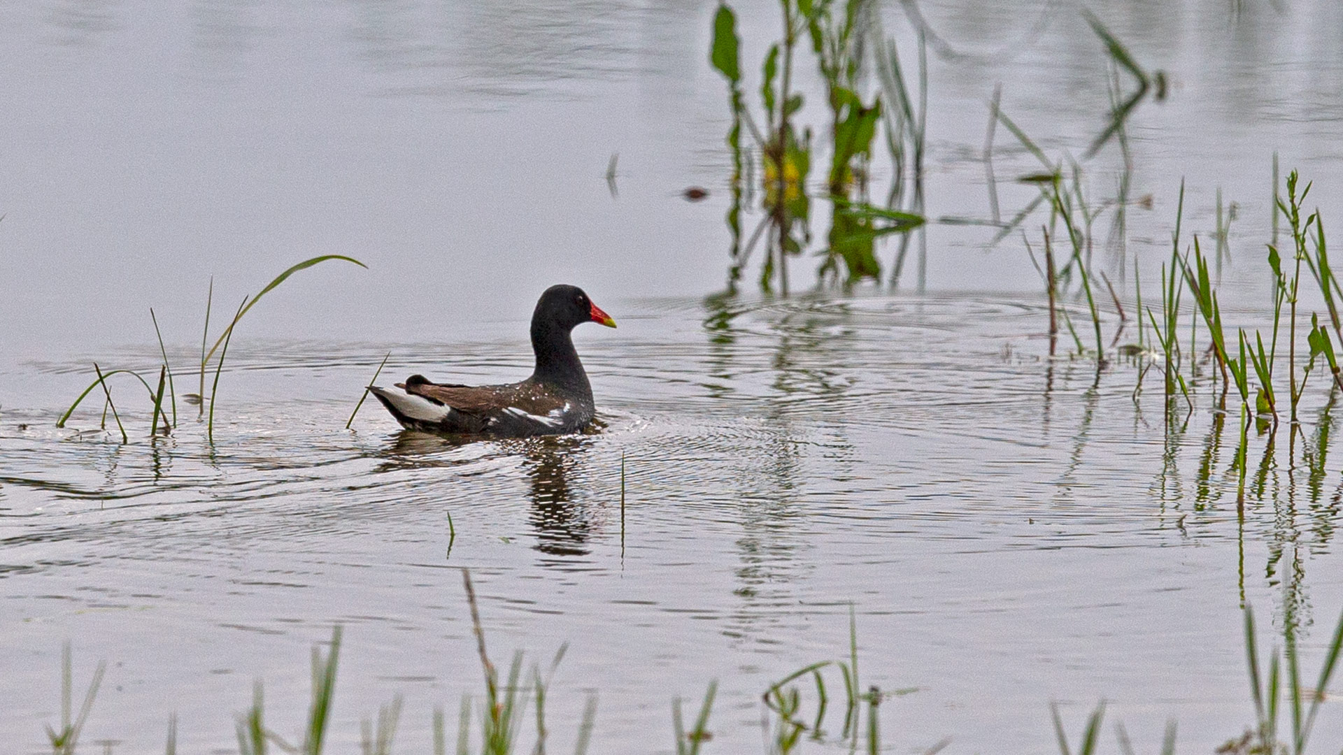 Eurasian Moorhen