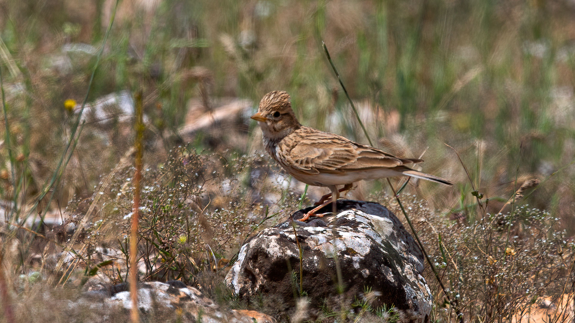 Lesser Short-toed Lark