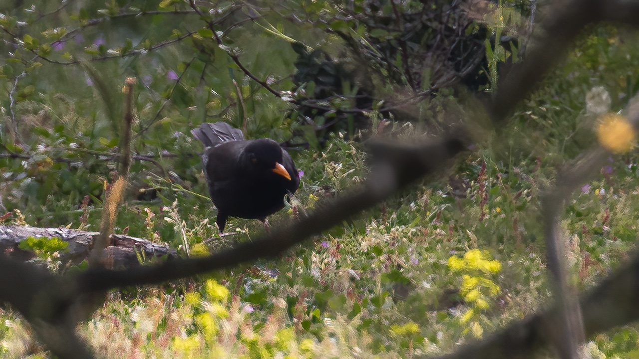 Eurasian Blackbird