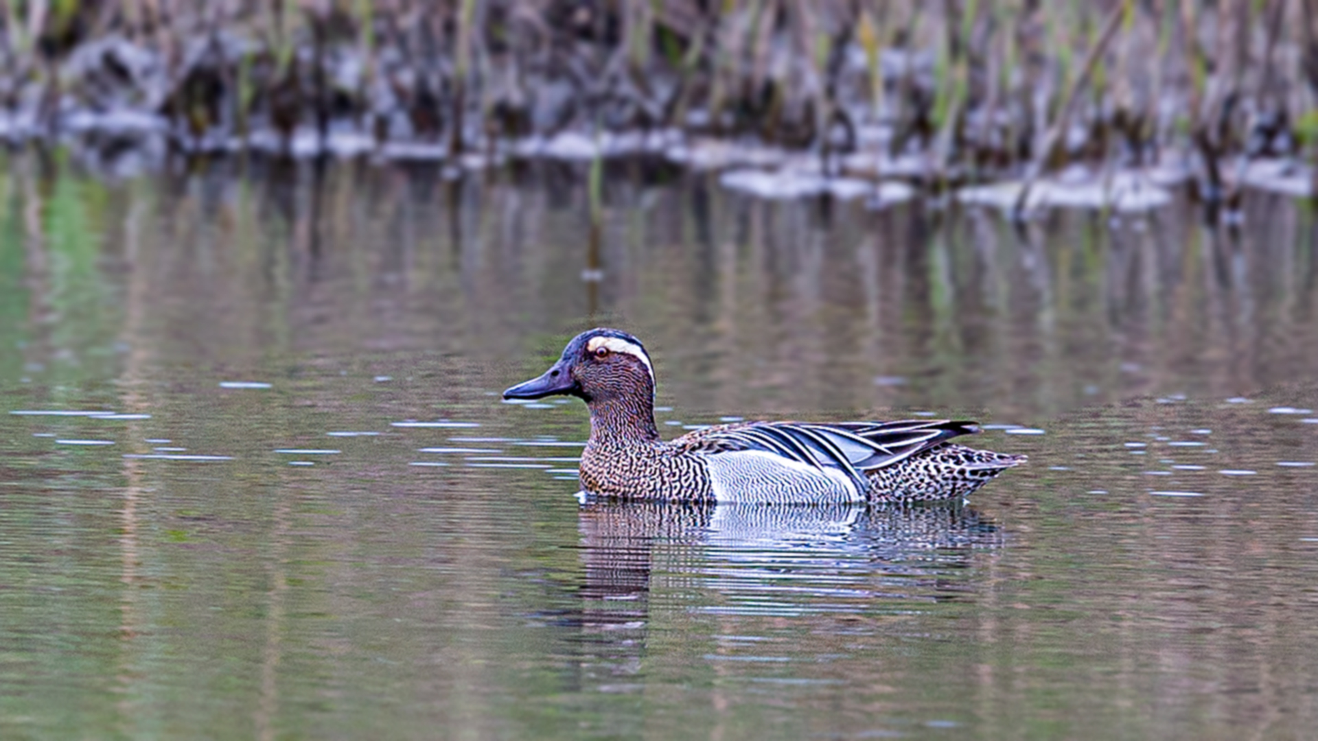 Garganey