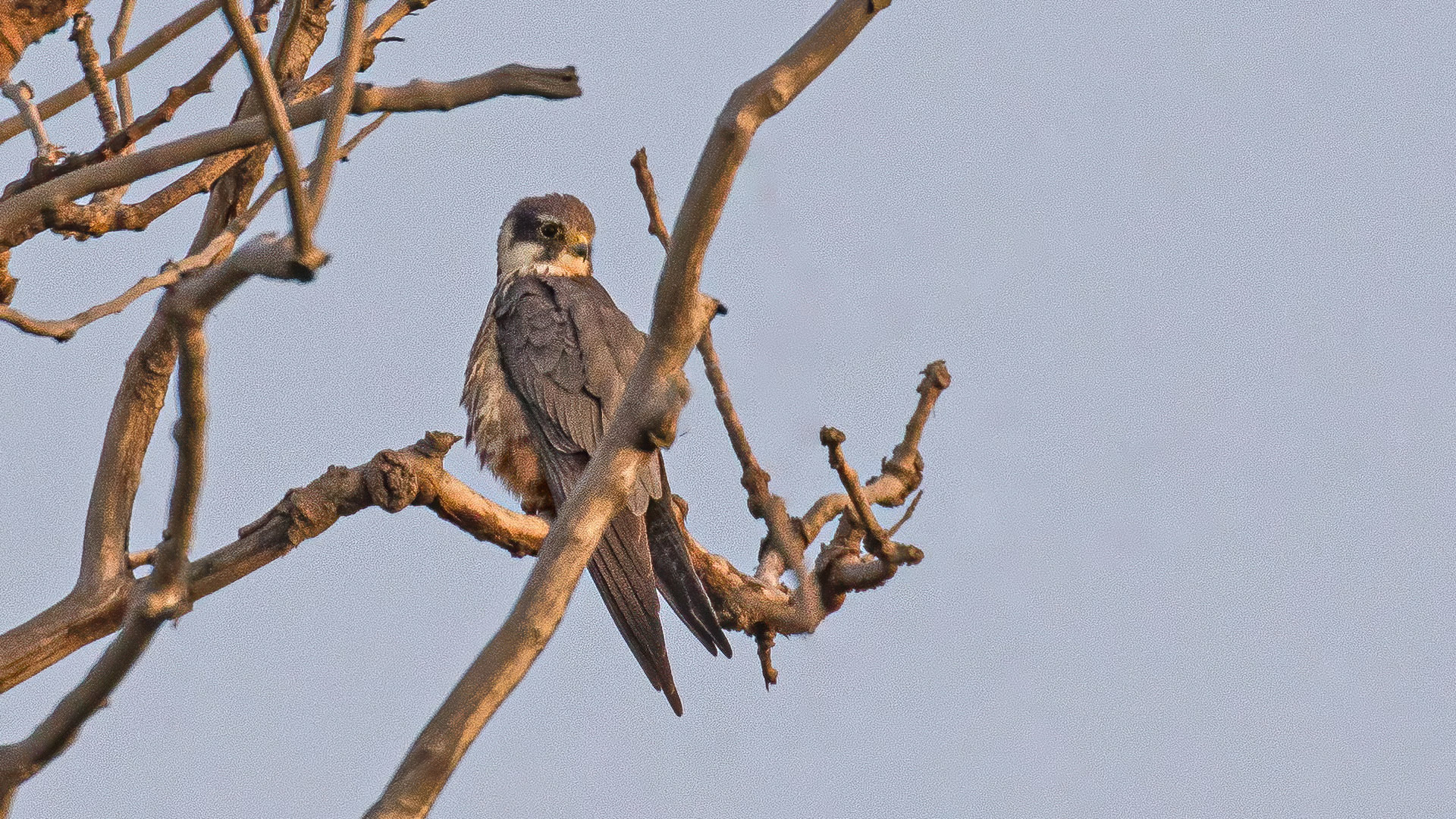 Eurasian Hobby