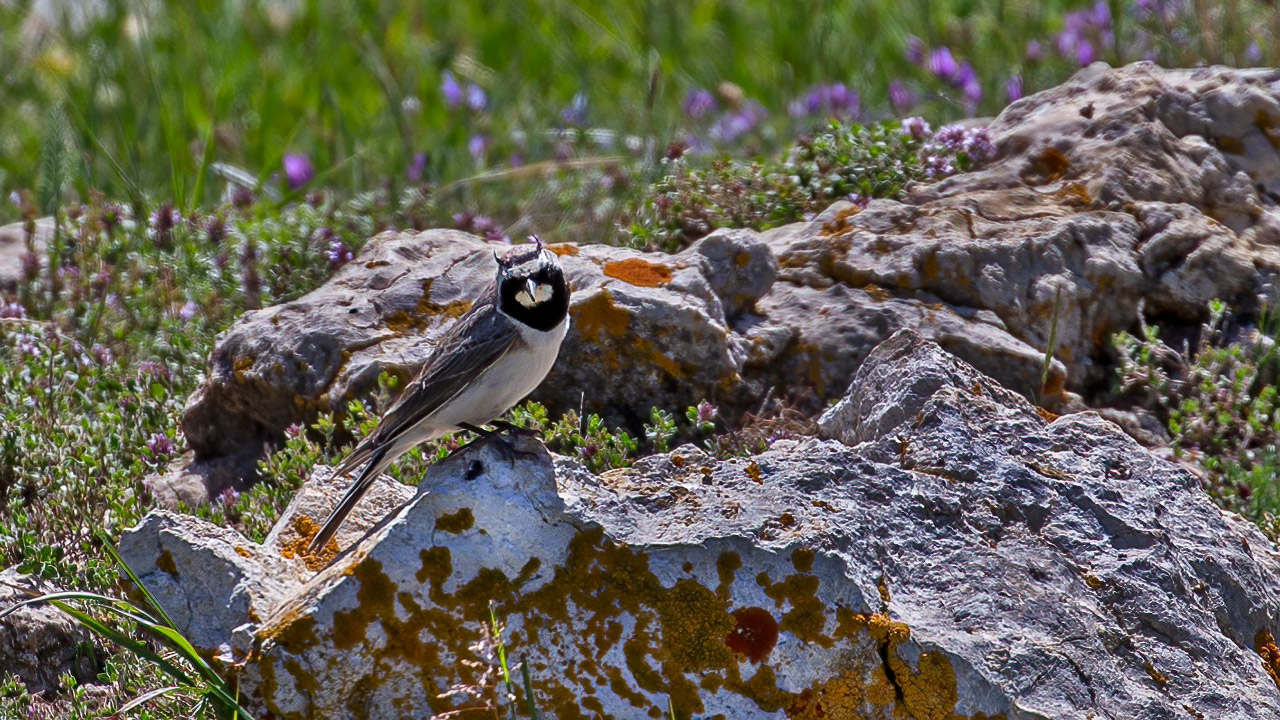 Horned Lark