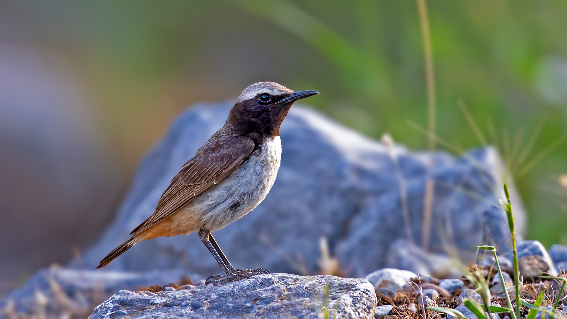 Kurdish Wheatear