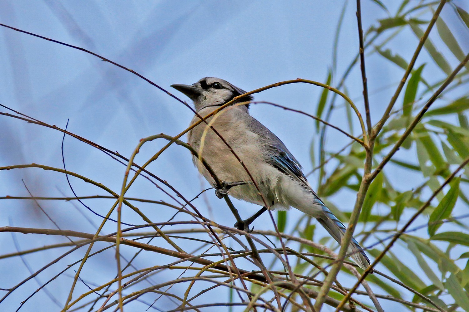 Blue Jay