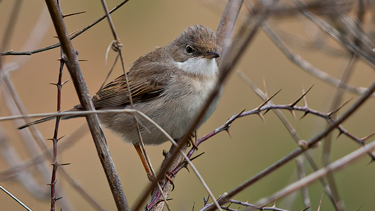 Greater Whitethroat