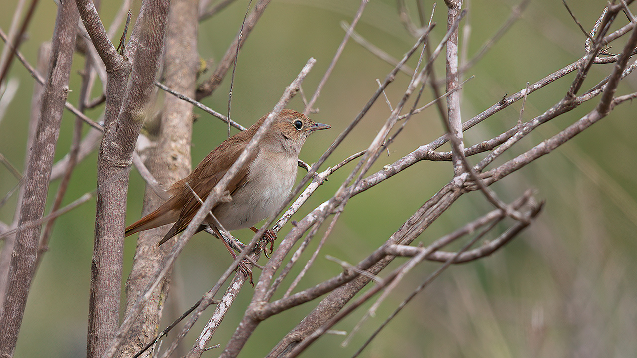 Common Nightingale