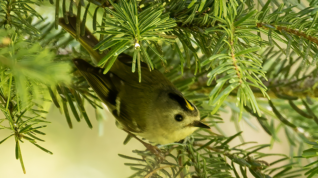 Goldcrest