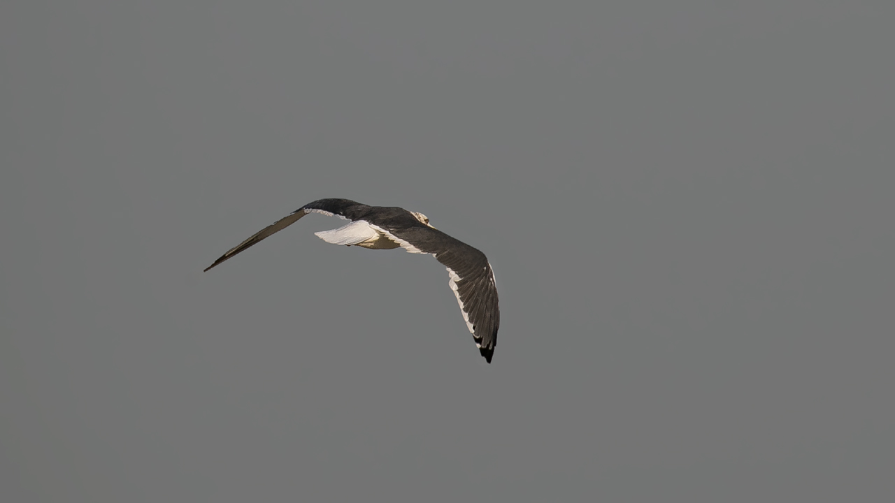 Lesser Black-backed Gull