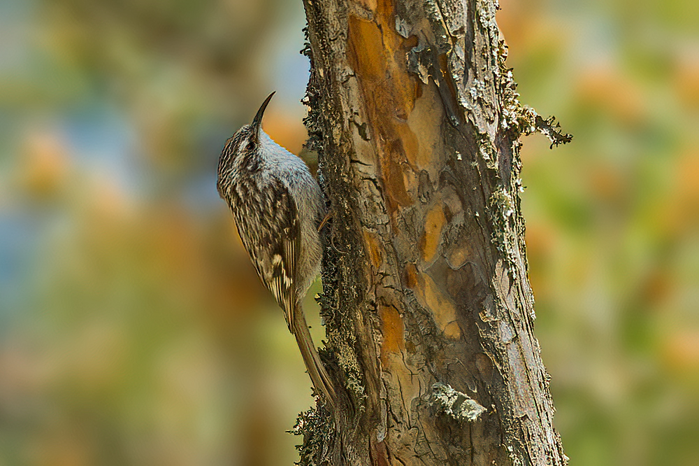 Short-toed Treecreeper