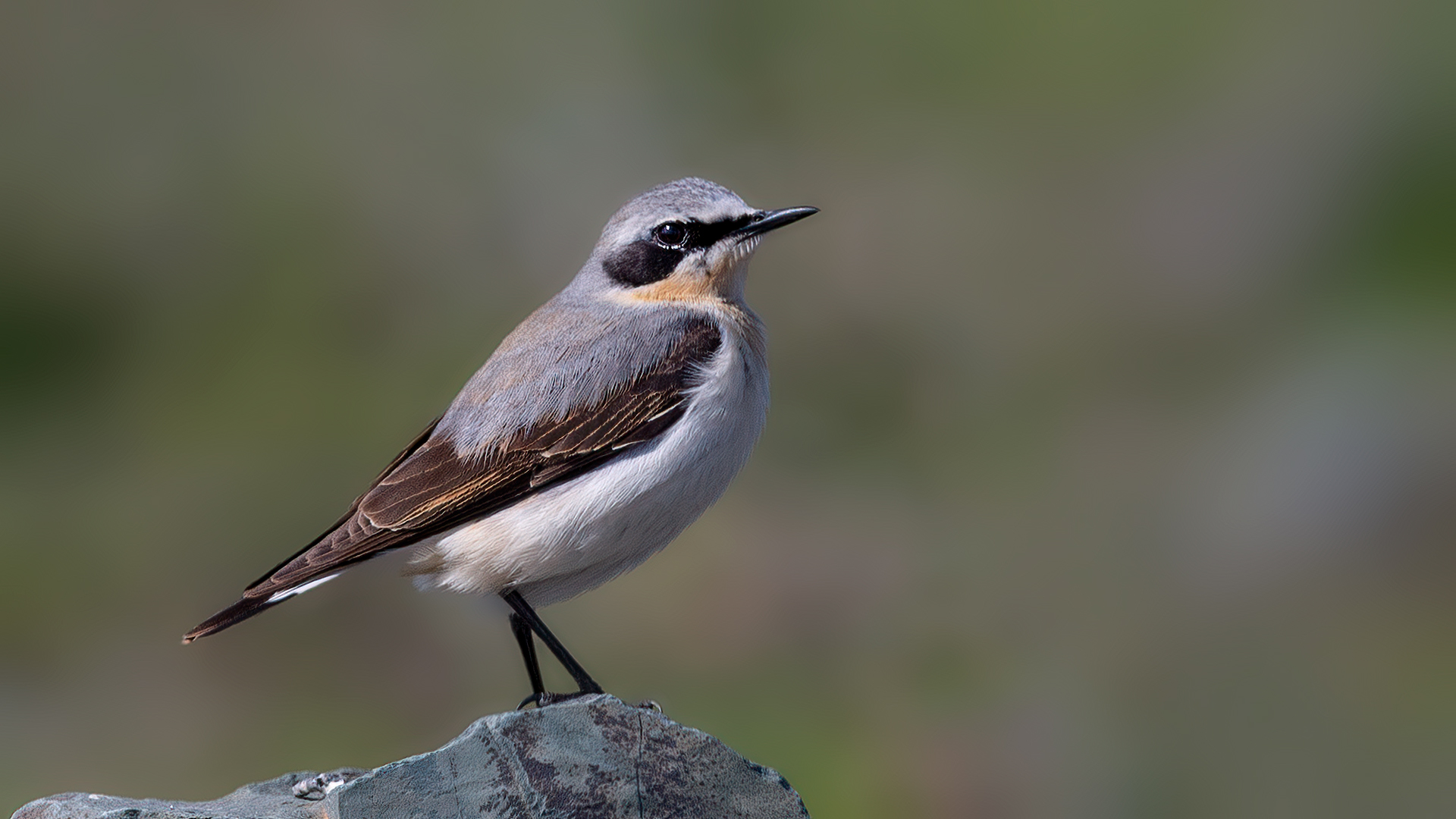 Northern Wheatear