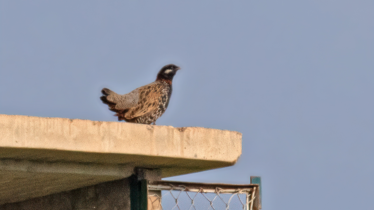 Black Francolin