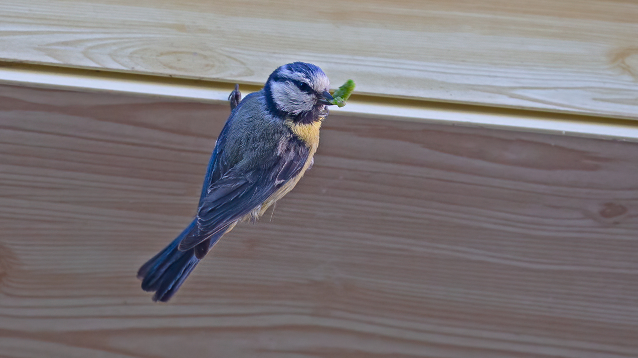 Eurasian Blue Tit