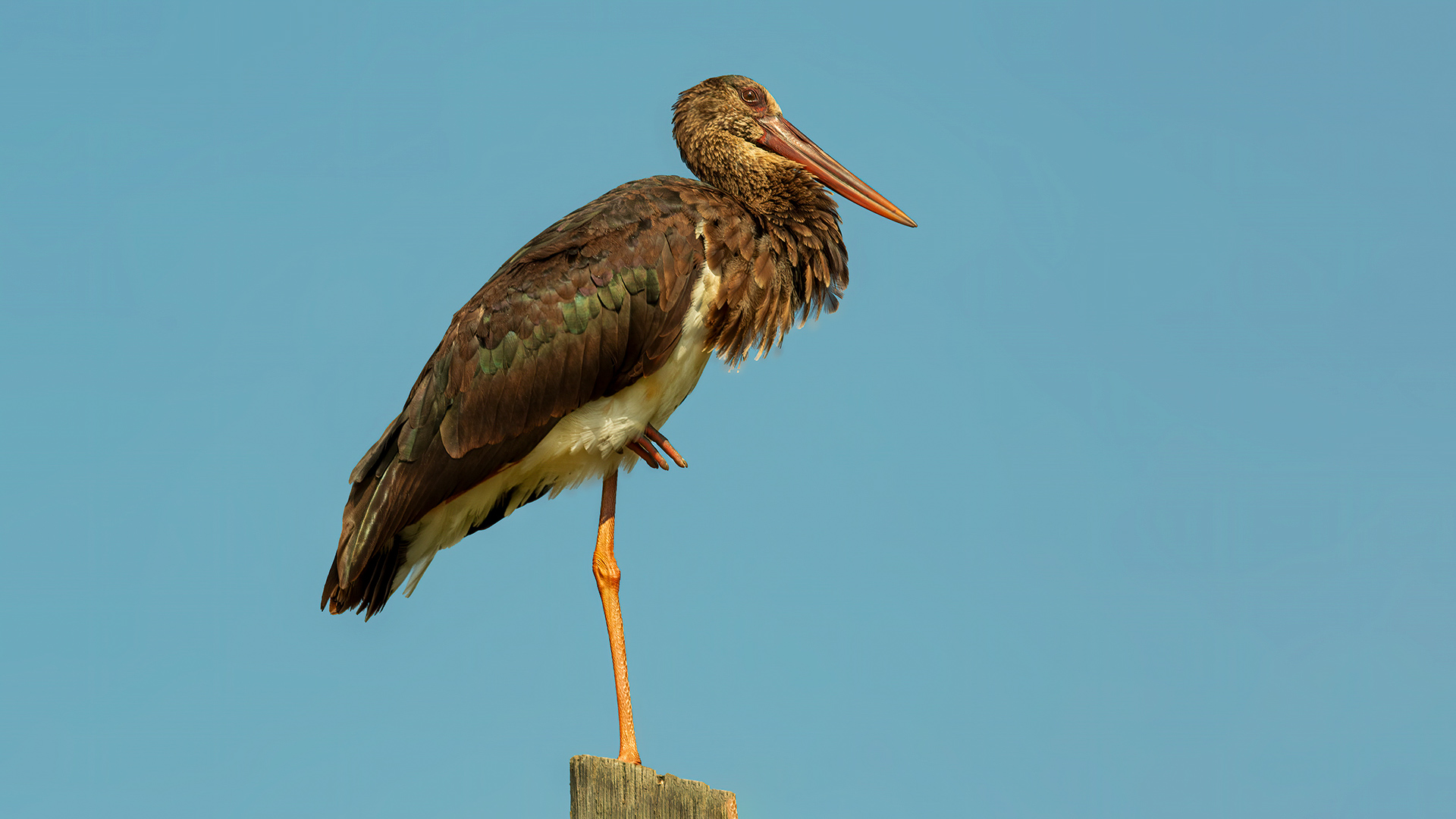 Black Stork