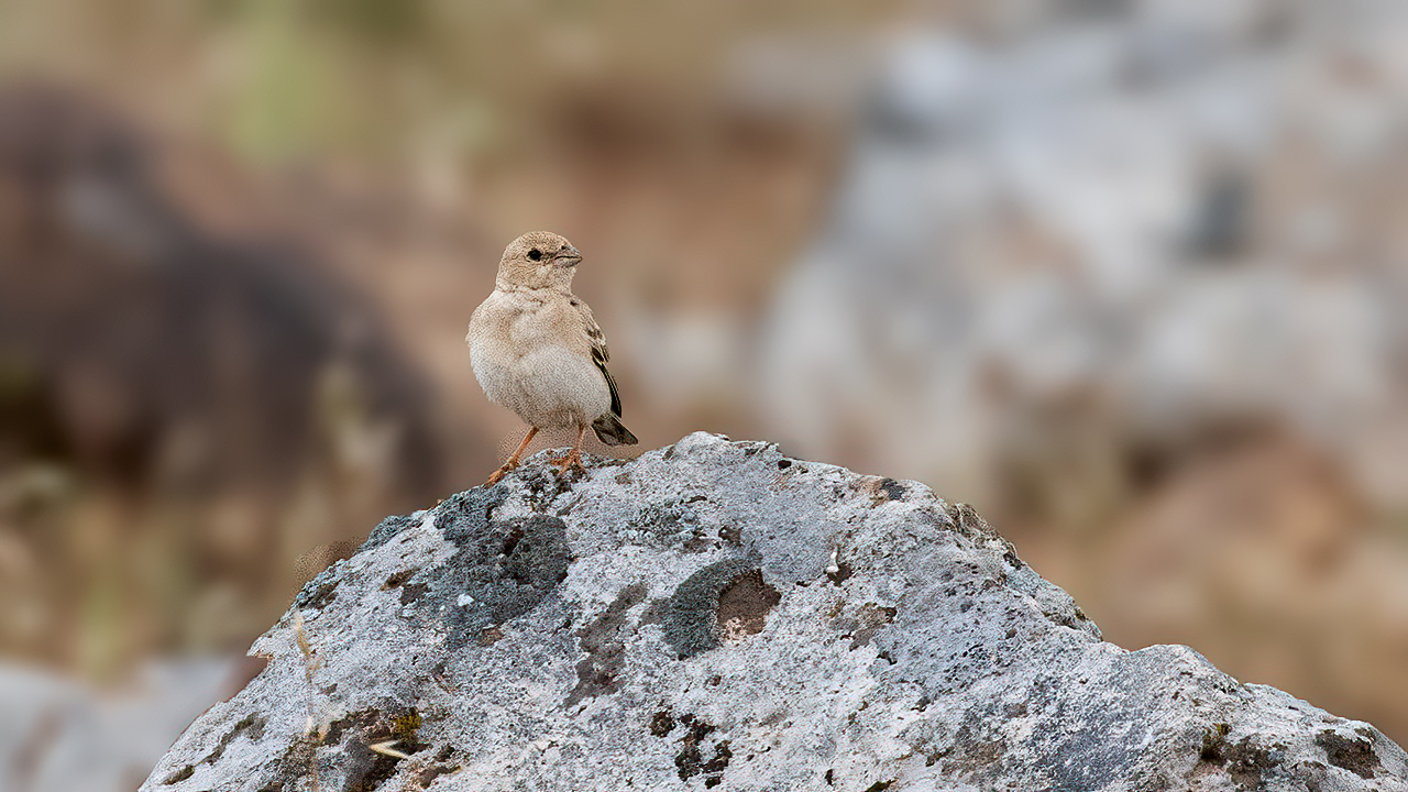 Pale Rockfinch