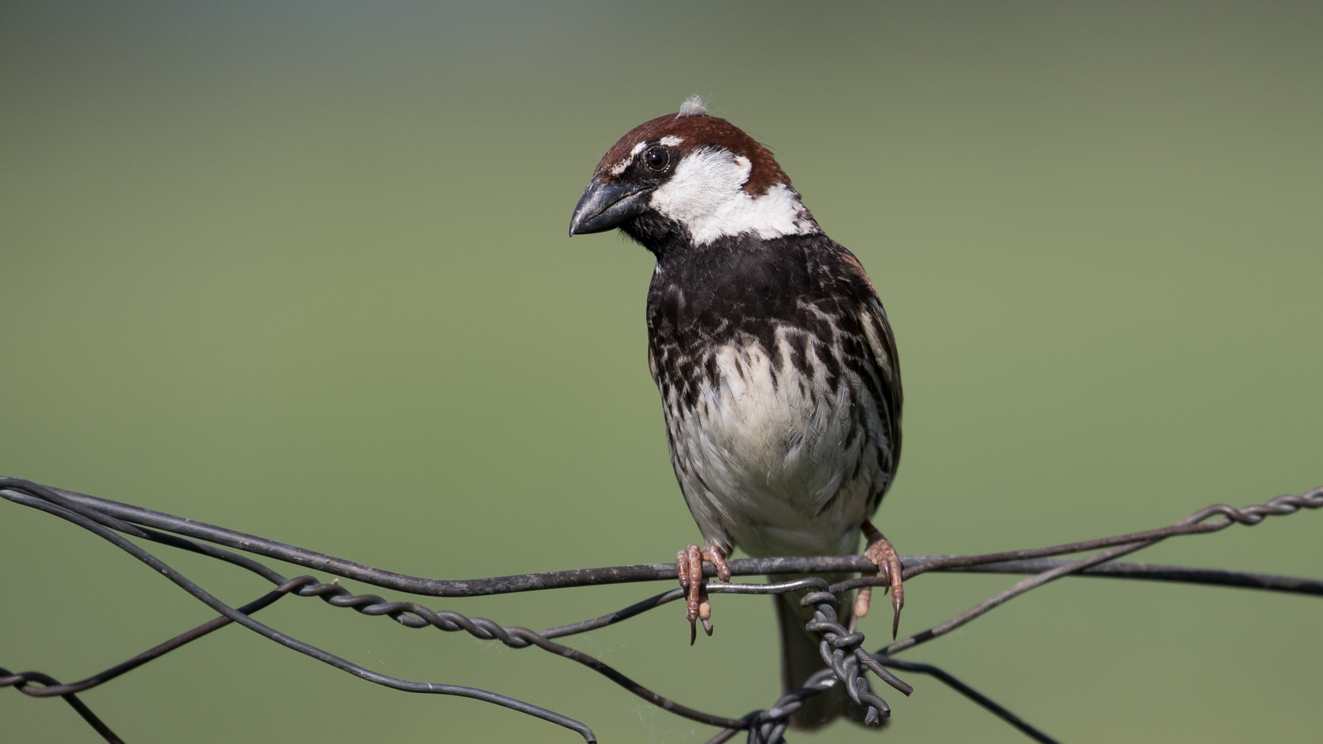 Spanish Sparrow