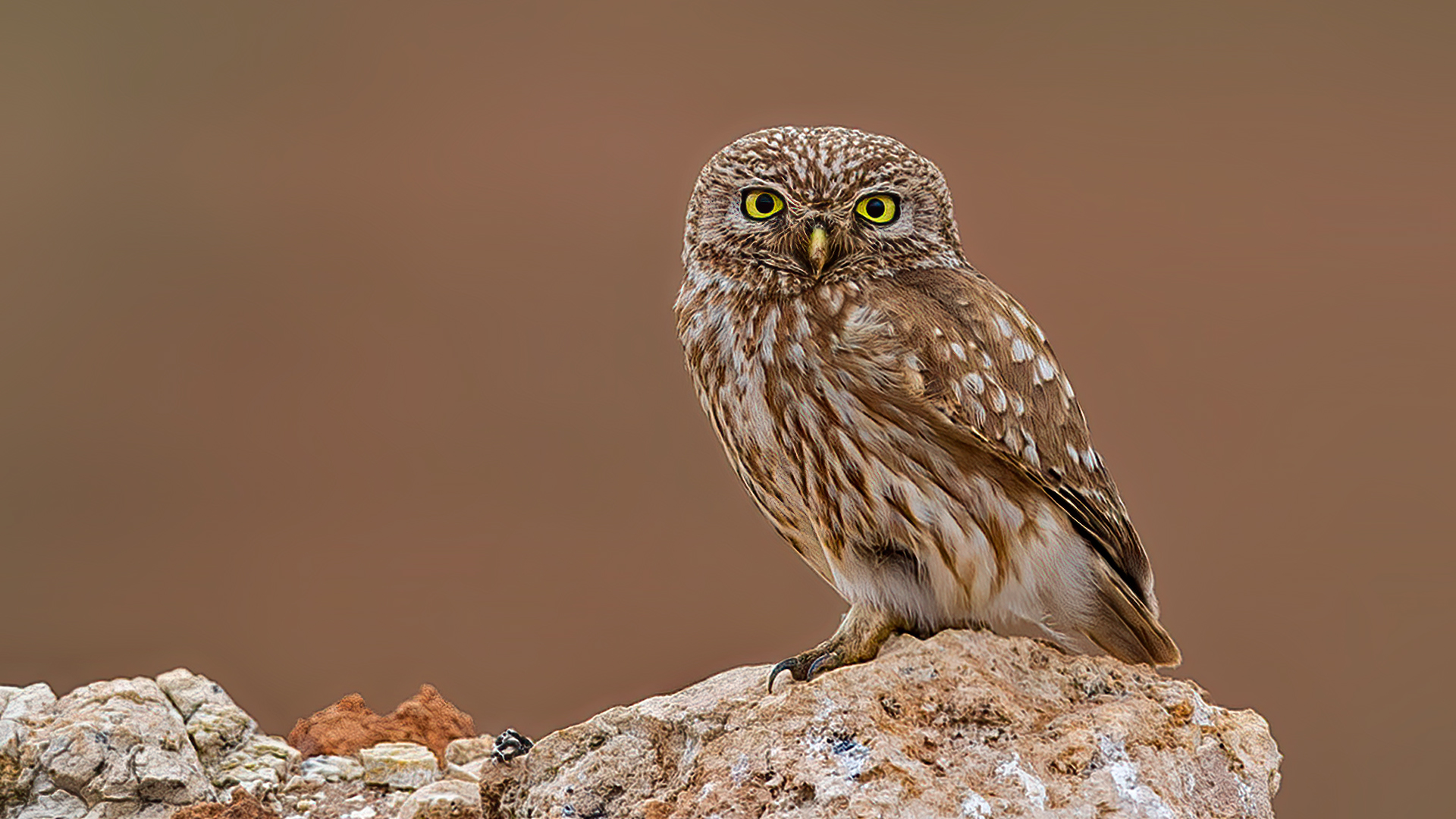 Little Owl