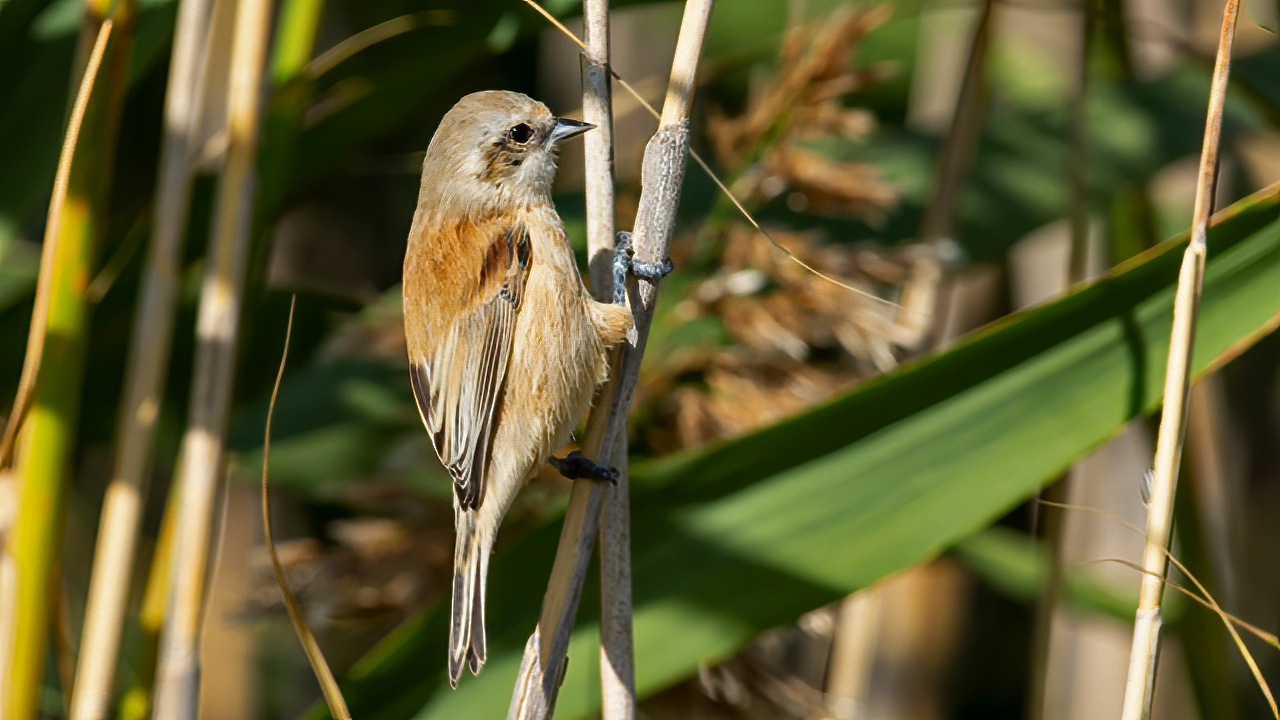 Eurasian Penduline-Tit