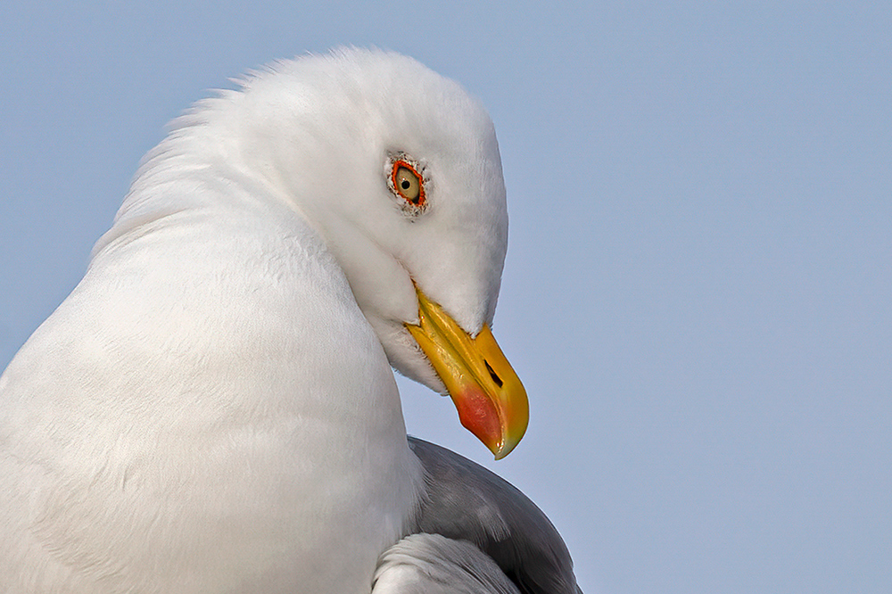 Yellow-legged Gull