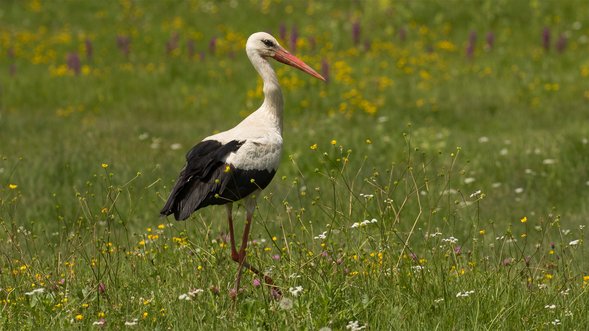 White Stork