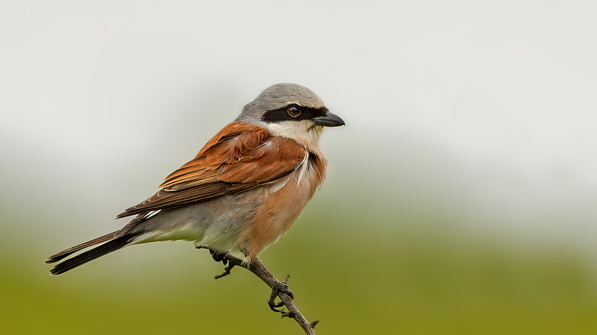 Red-backed Shrike