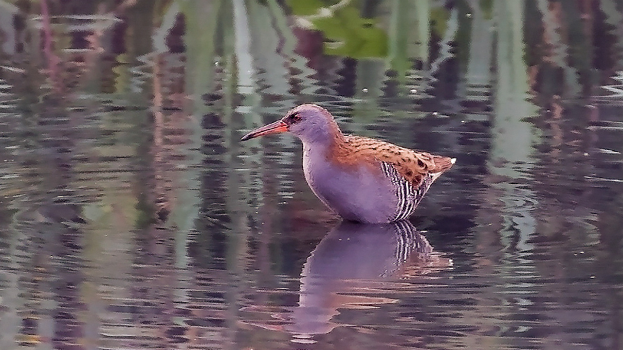 Water Rail