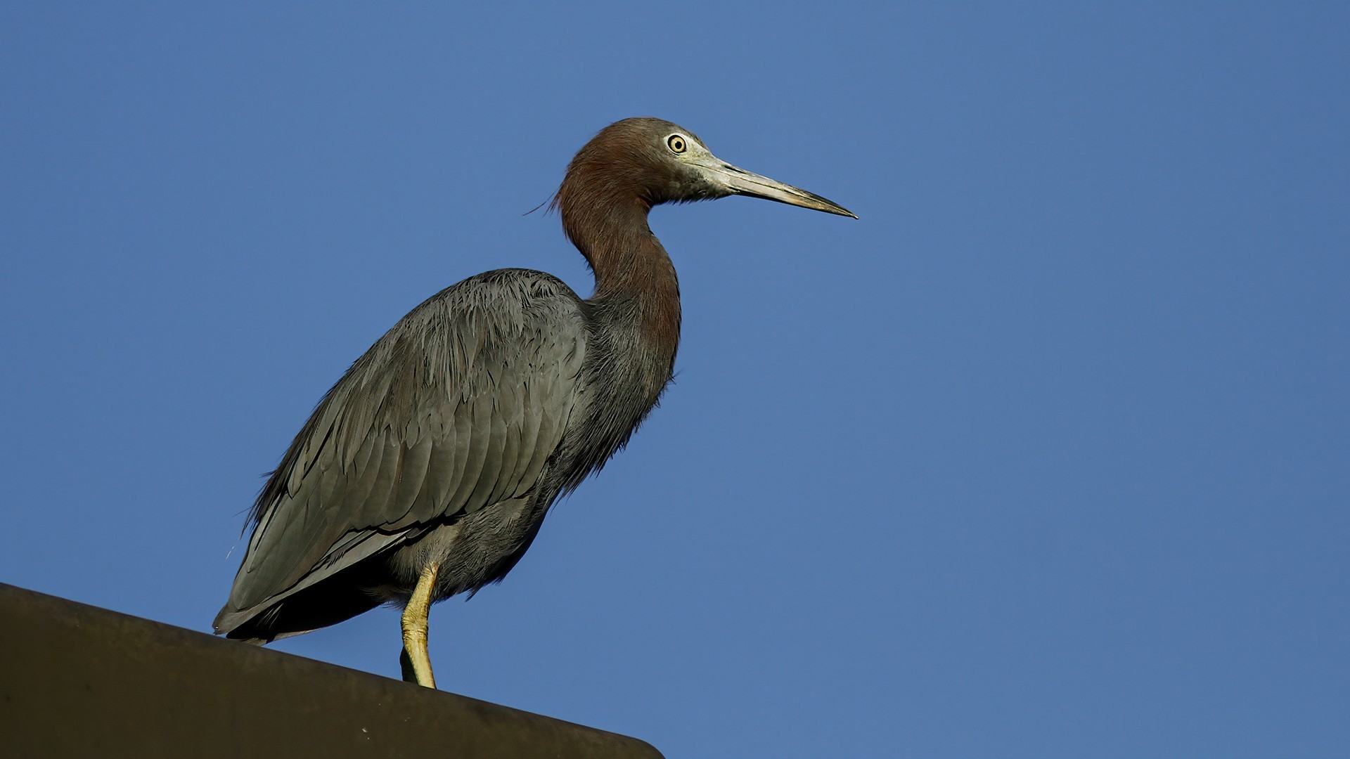Little Blue Heron — Ana fotoğraf