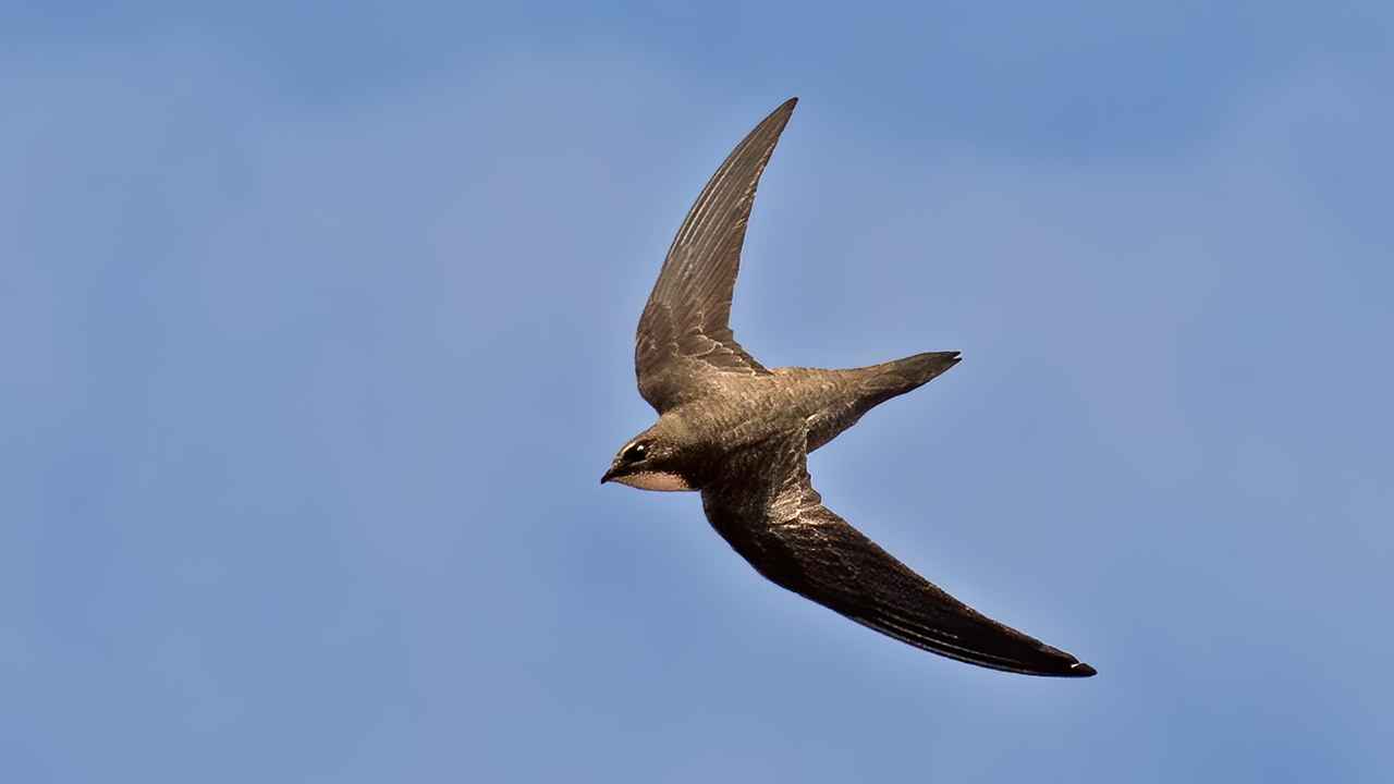 Pallid Swift