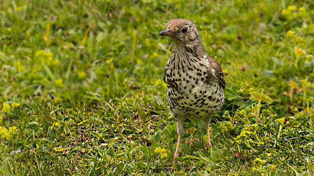 Mistle Thrush