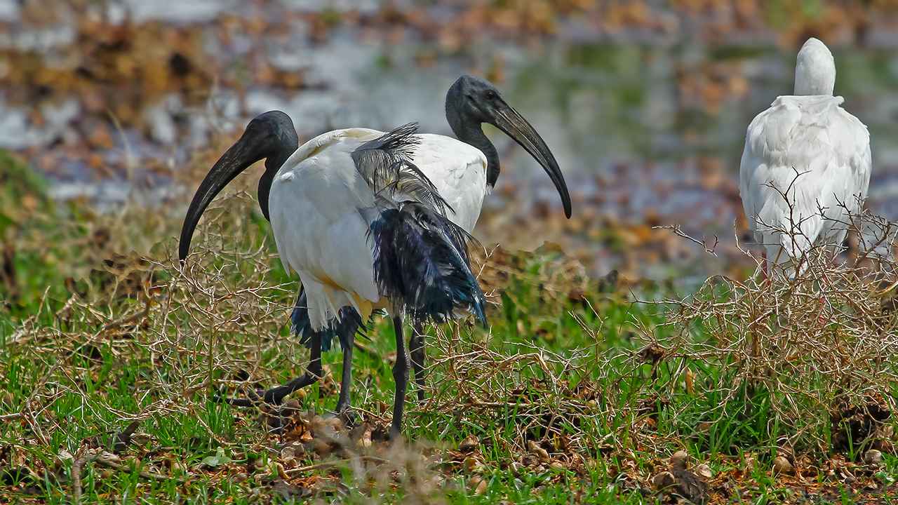 African Sacred Ibis