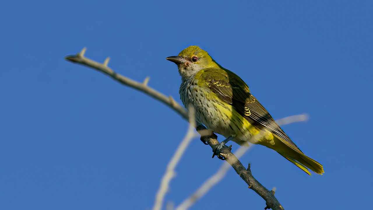 Eurasian Golden Oriole