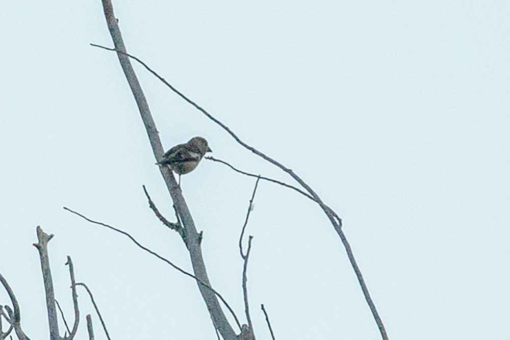Hawfinch
