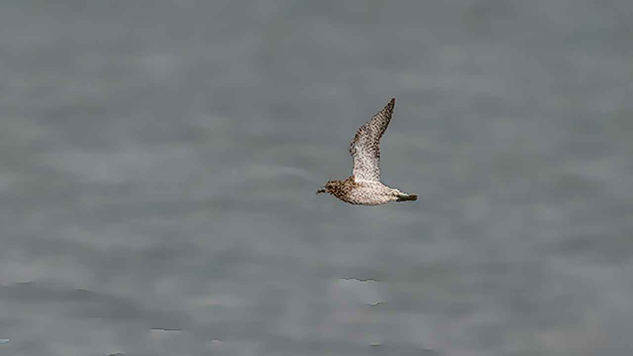 European Golden-Plover